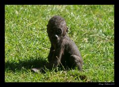 Trauerfall im Zoo Hannover