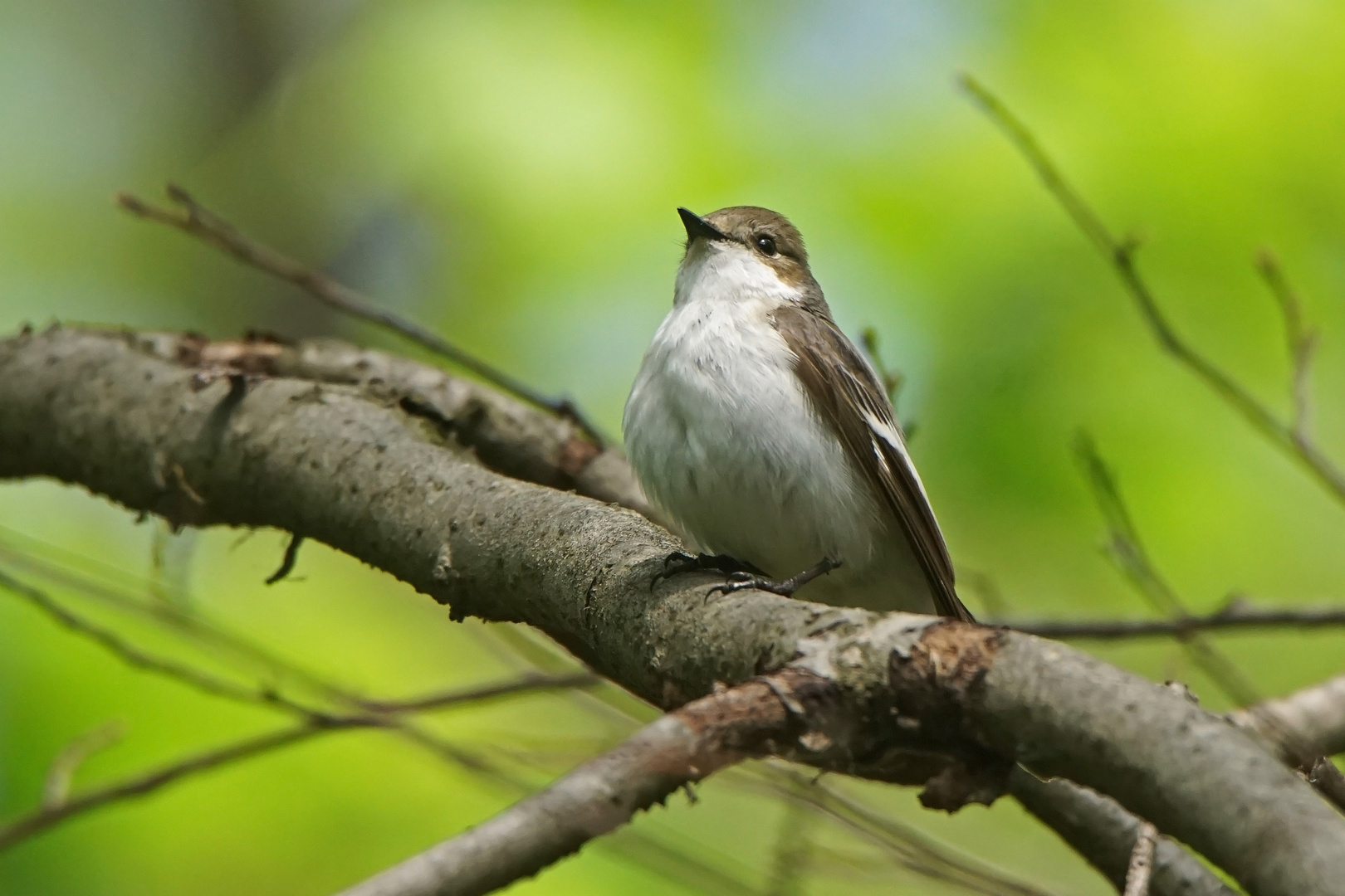 Trauerfliegenschnäpper (Ficedula hypoleuca)