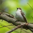 Trauerfliegenschnäpper (Ficedula hypoleuca)