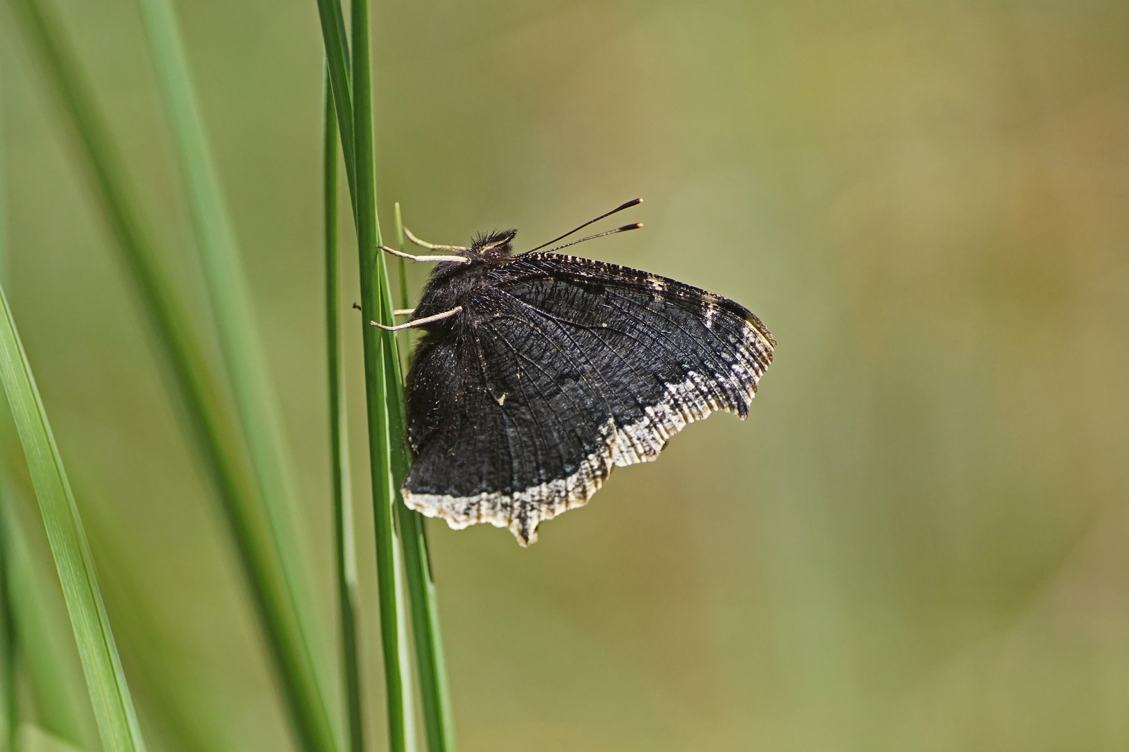 Trauermantel (Nymphalis antiopa)