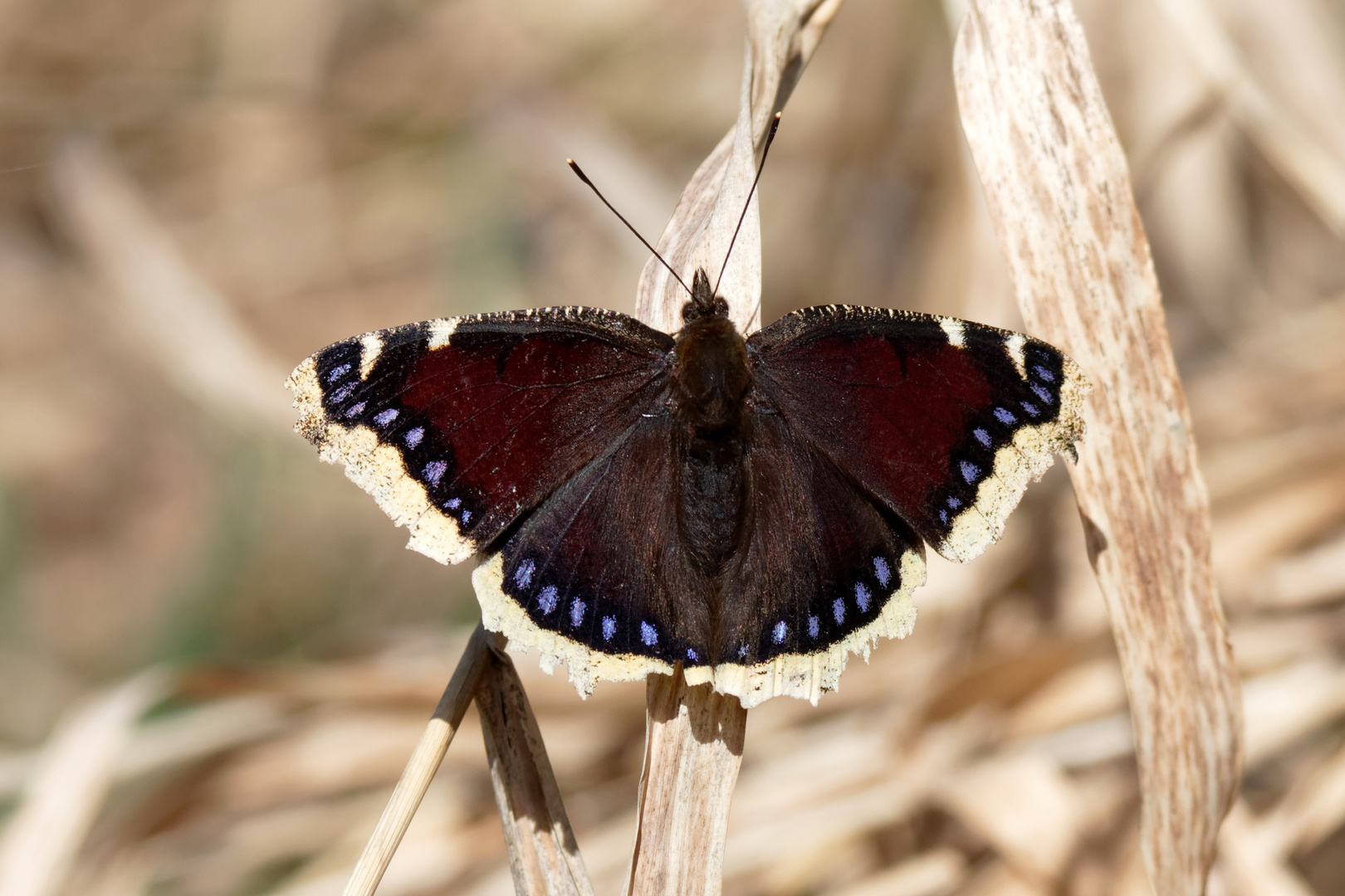 Trauermantel  (Nymphalis antiopa) 