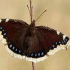 Trauermantel (Nymphalis antiopa)