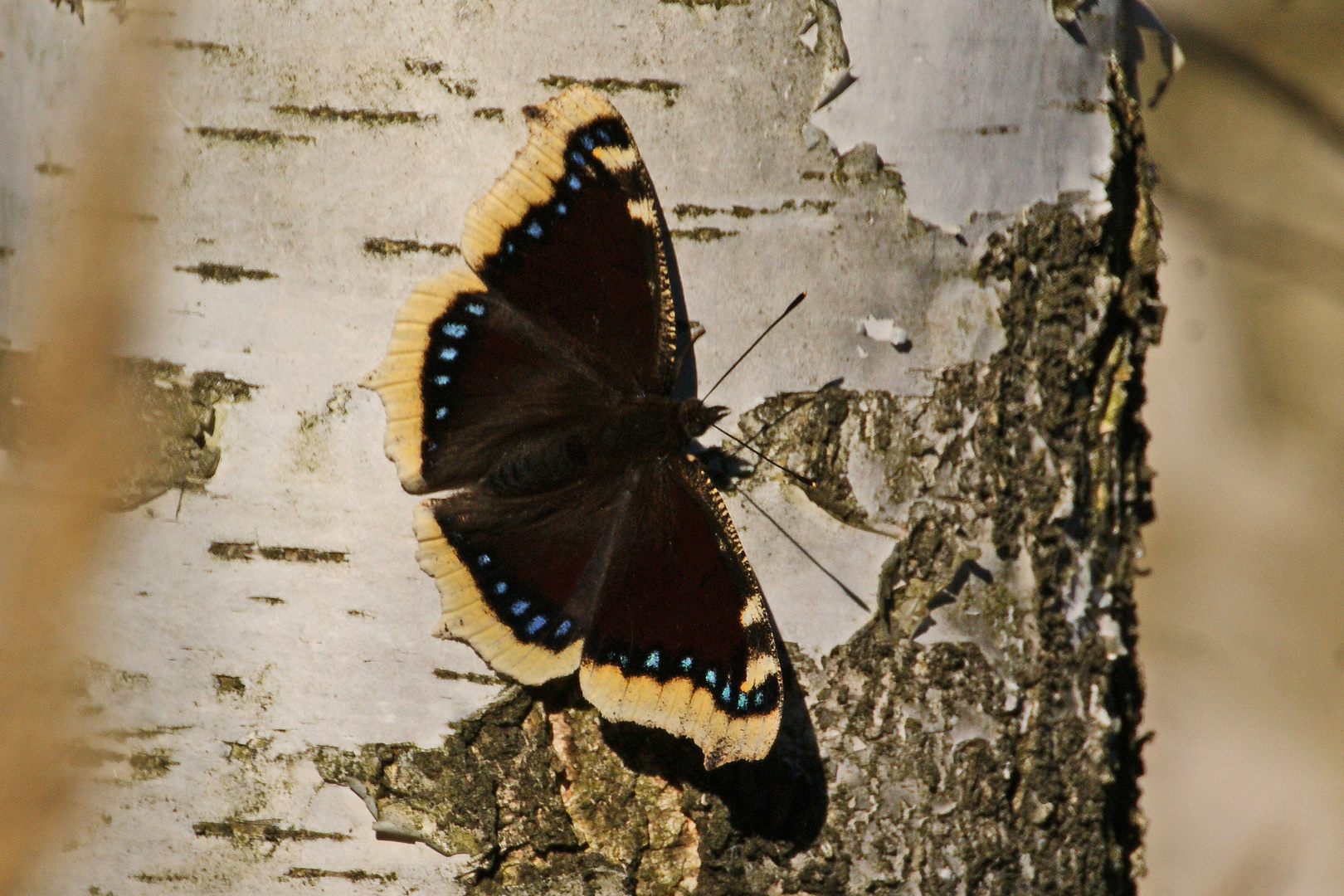 Trauermantel (Nymphalis antiopa)