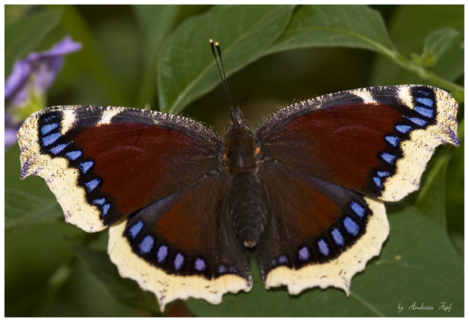 Trauermantel (Nymphalis antiopa)