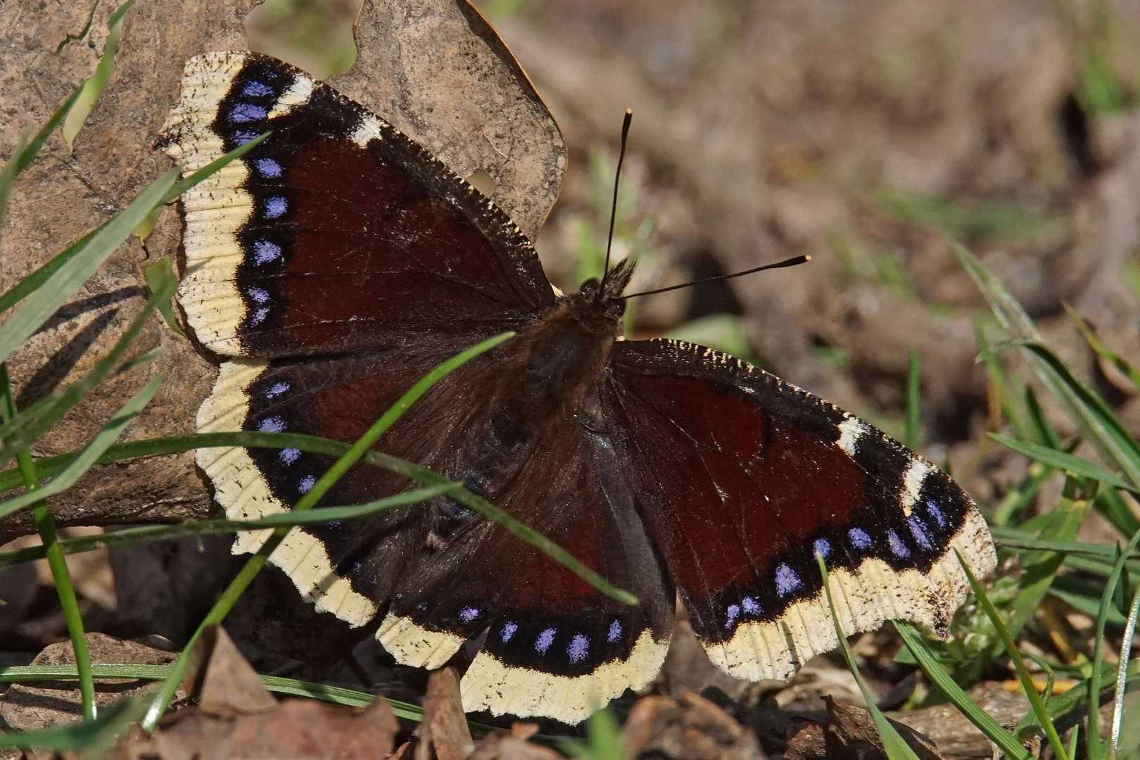 Trauermantel (Nymphalis antiopa), 2020