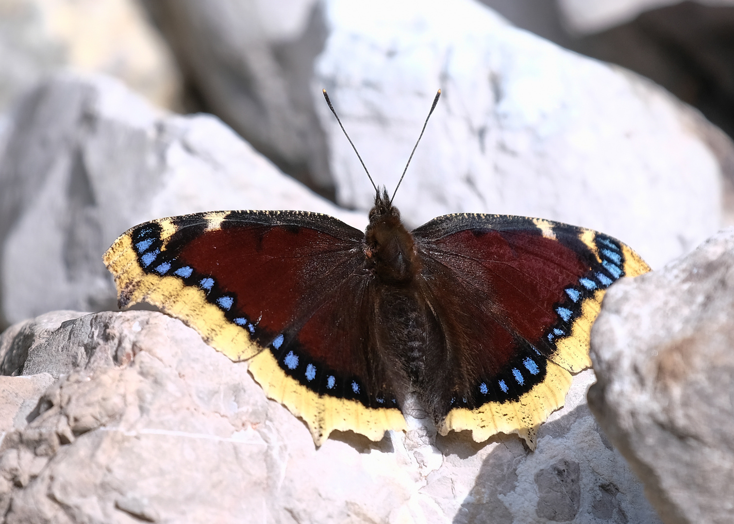 Trauermantel (Nymphalis antiopa)