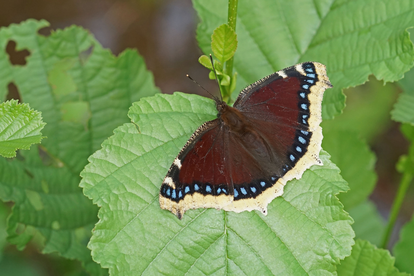 Trauermantel (Nymphalis antiopa)