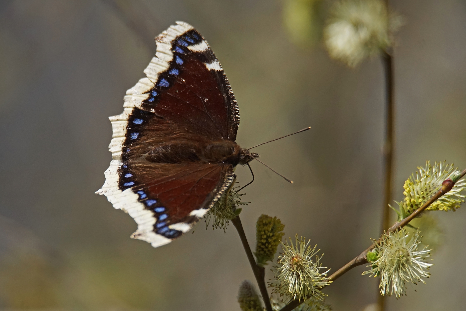 Trauermantel (Nymphalis antiopa)