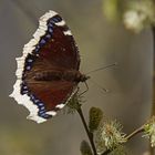 Trauermantel (Nymphalis antiopa)