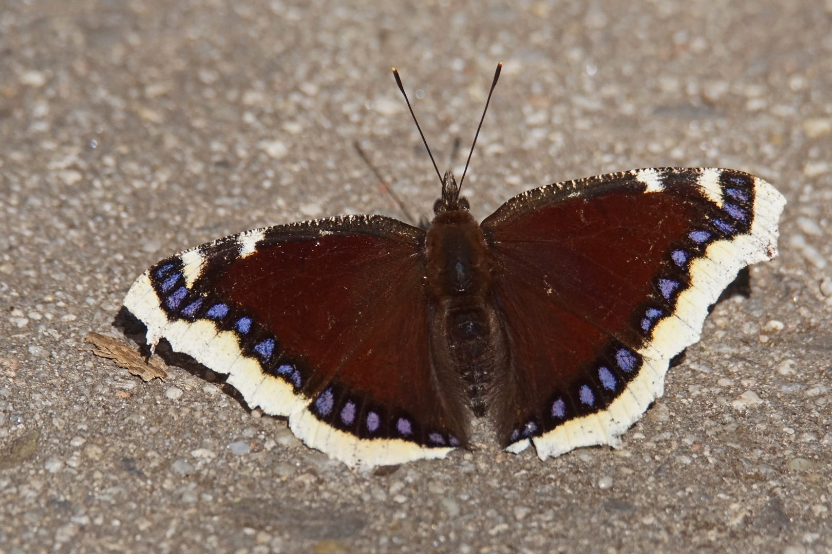 Trauermantel (Nymphalis antiopa)