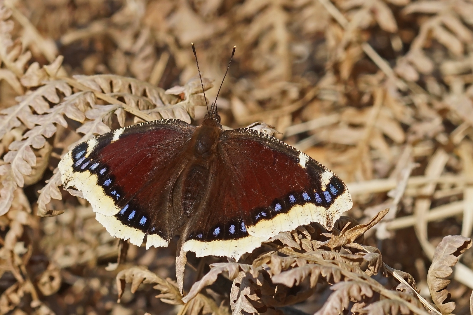 Trauermantel (Nymphalis antiopa)