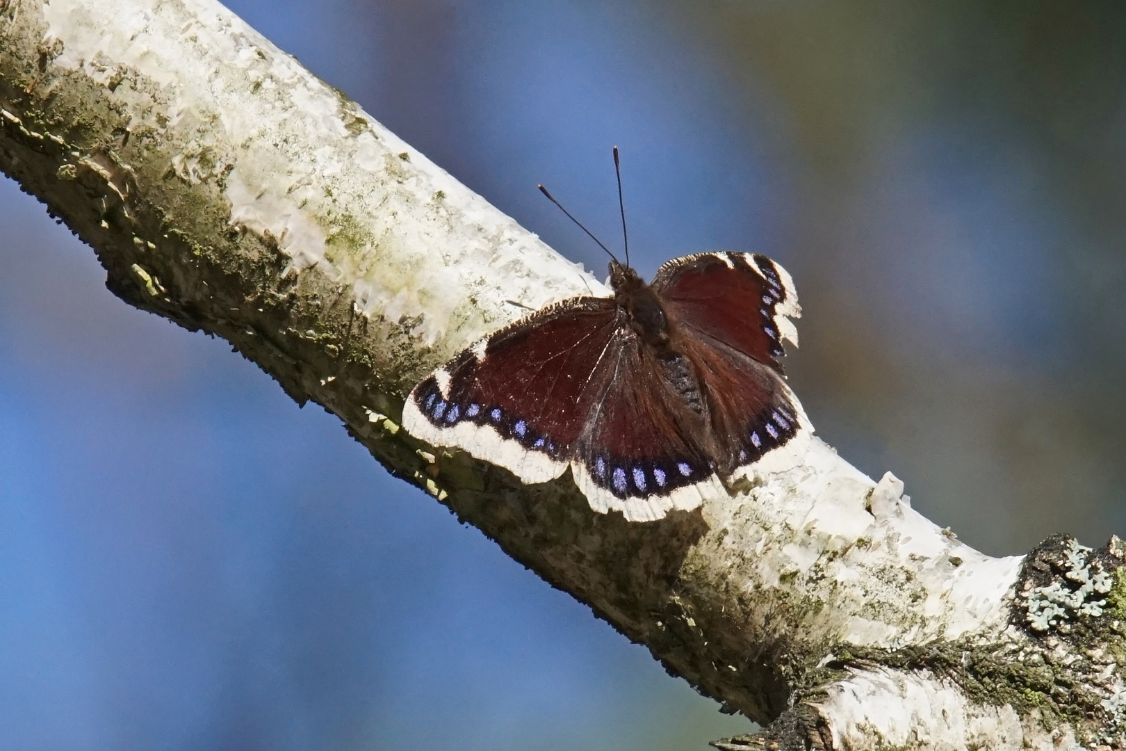 Trauermantel (Nymphalis antiopa)