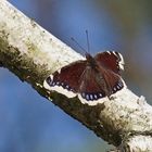 Trauermantel (Nymphalis antiopa)