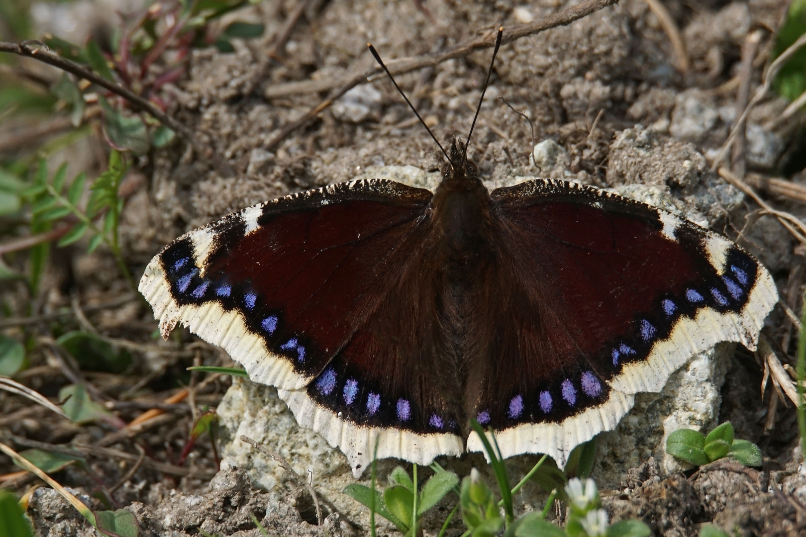 Trauermantel (Nymphalis antiopa)