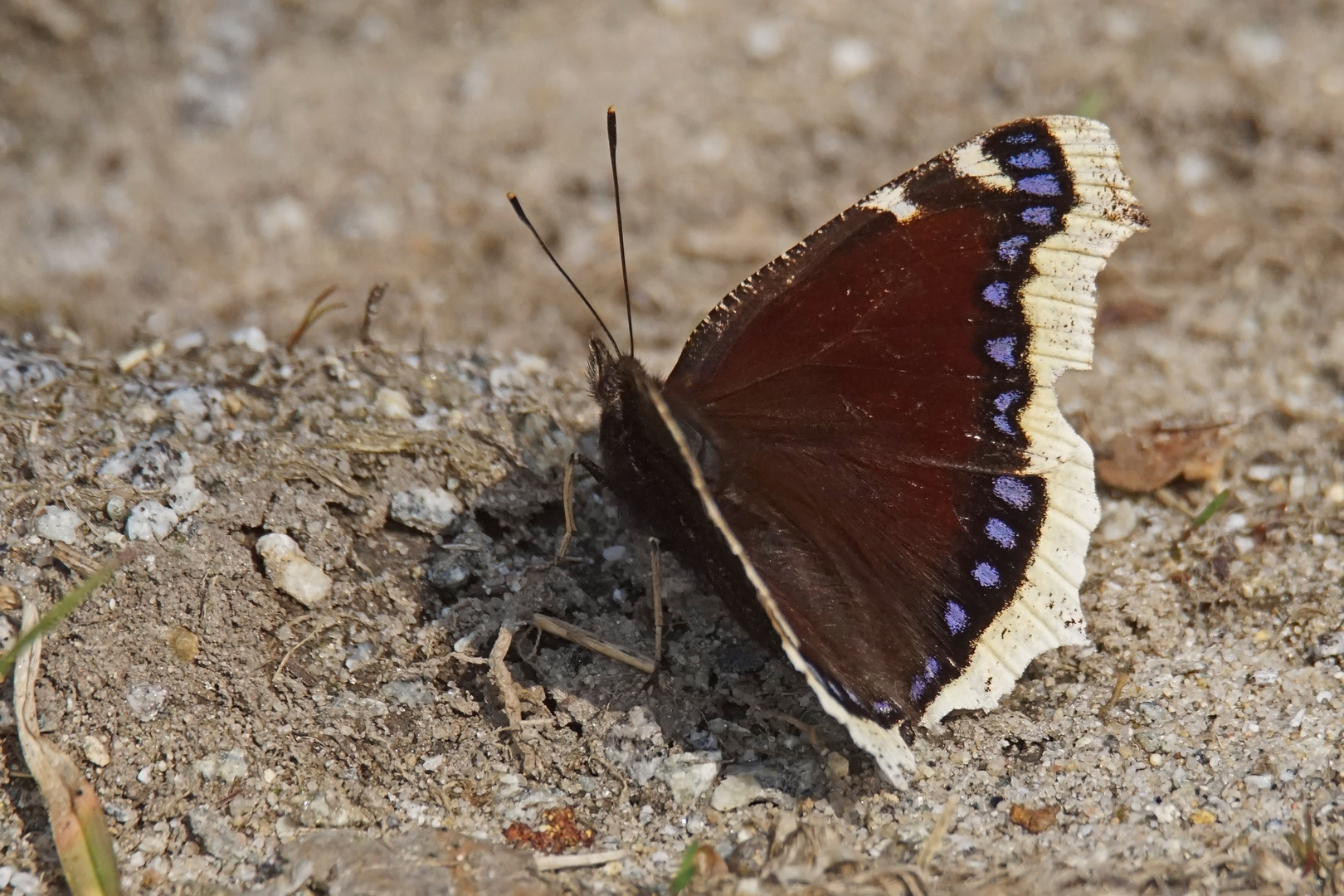 Trauermantel (Nymphalis antiopa)