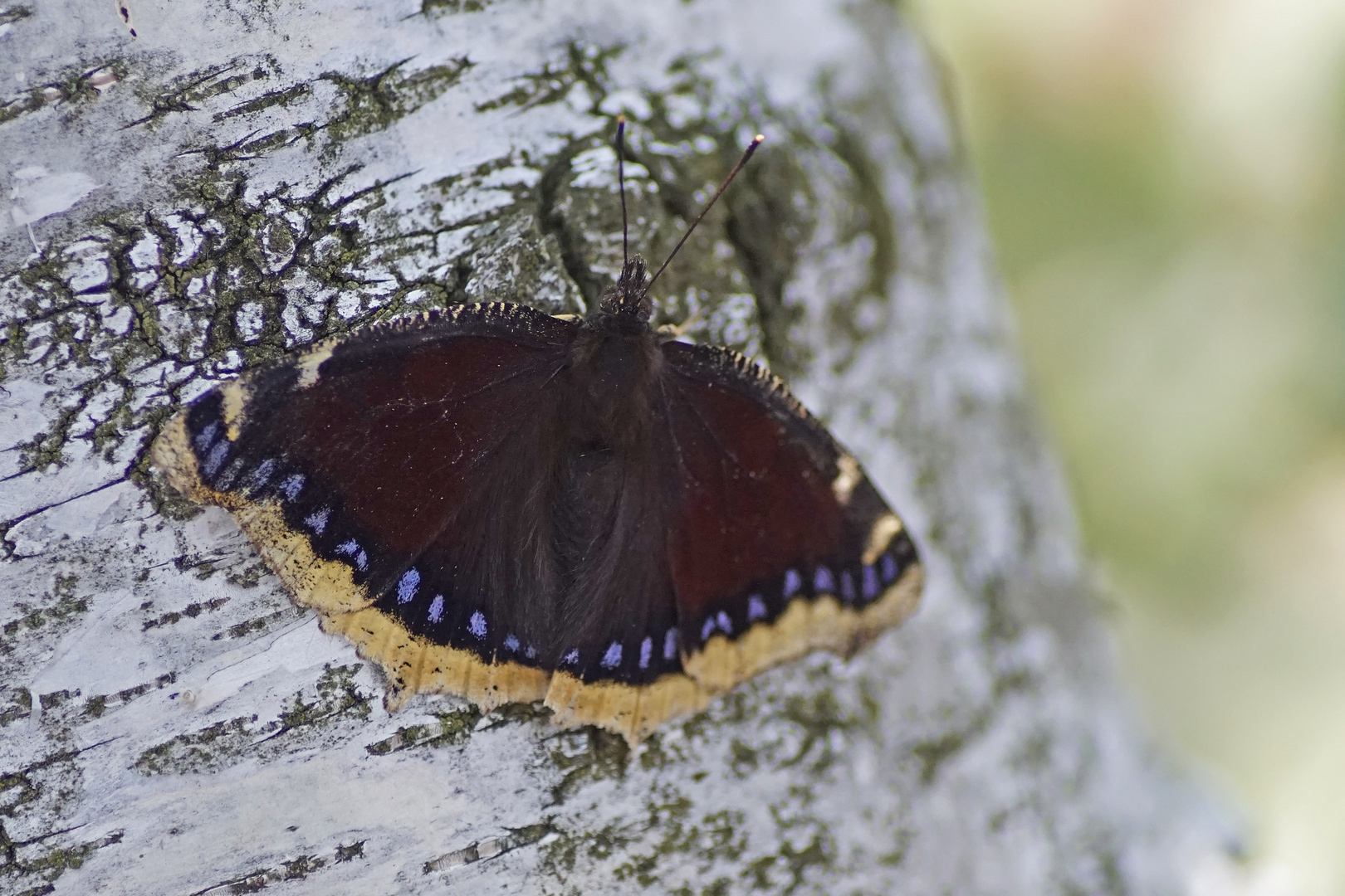 Trauermantel (Nymphalis antiopa)