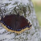 Trauermantel (Nymphalis antiopa)