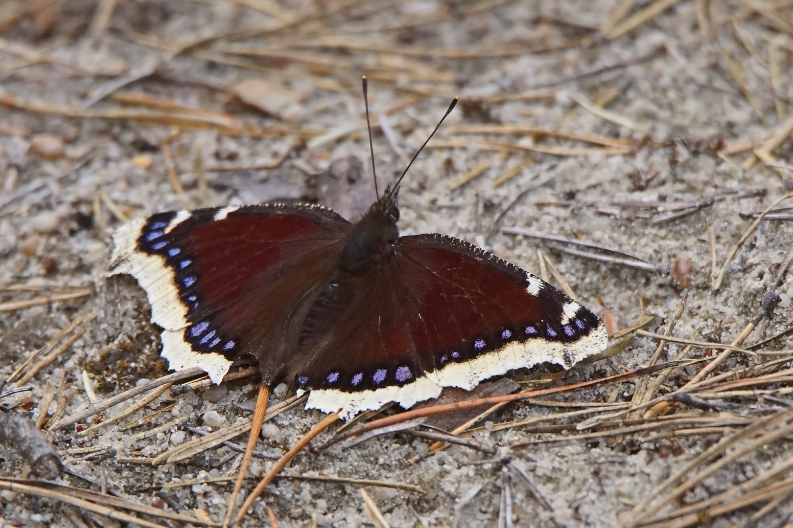 Trauermantel (Nymphalis antiopa) der erste 2018