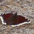 Trauermantel (Nymphalis antiopa) der erste 2018