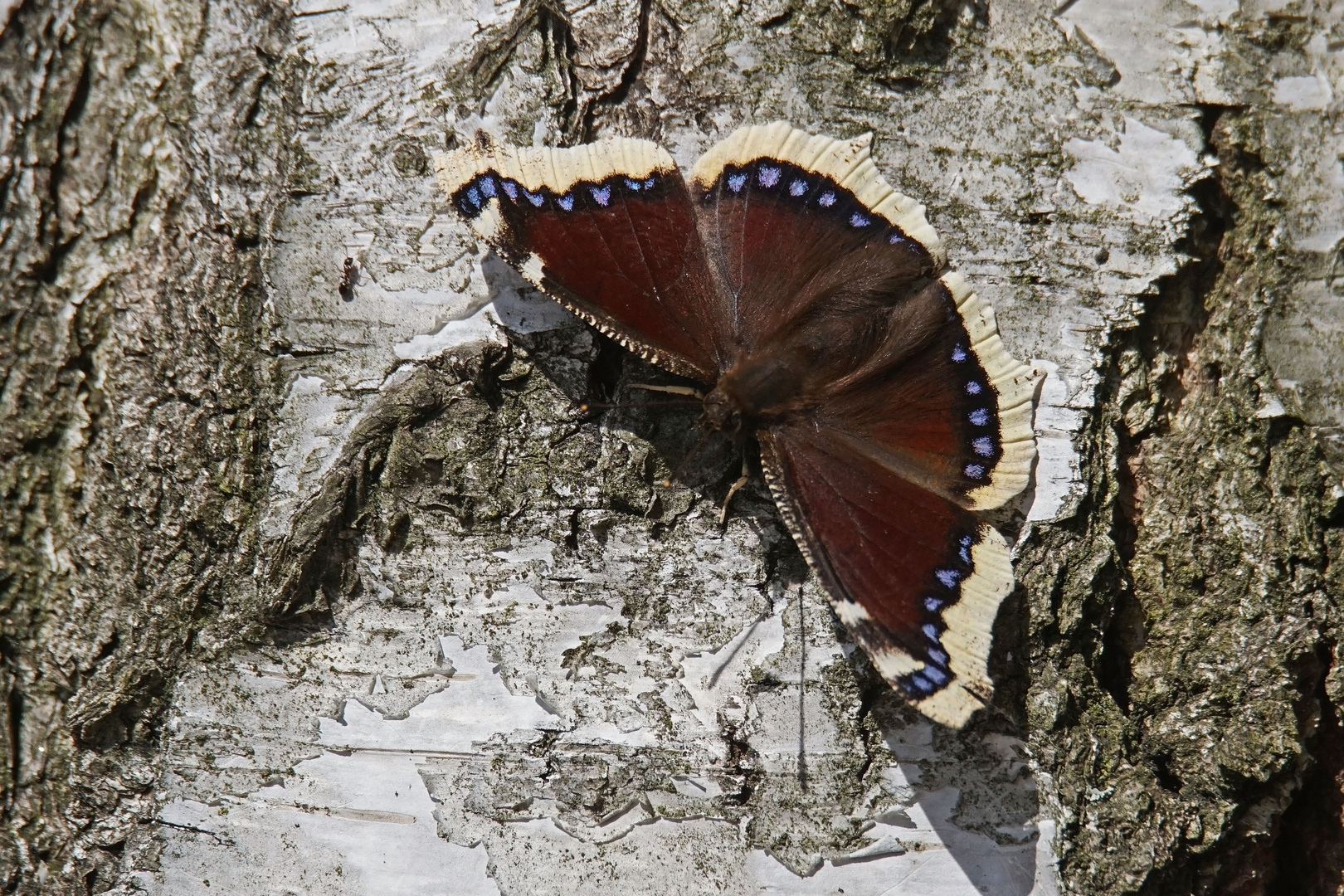 Trauermantel (Nymphalis antiopa)