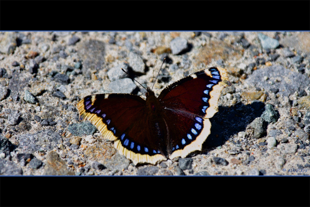 Trauermantel (Nymphalis antiopa)