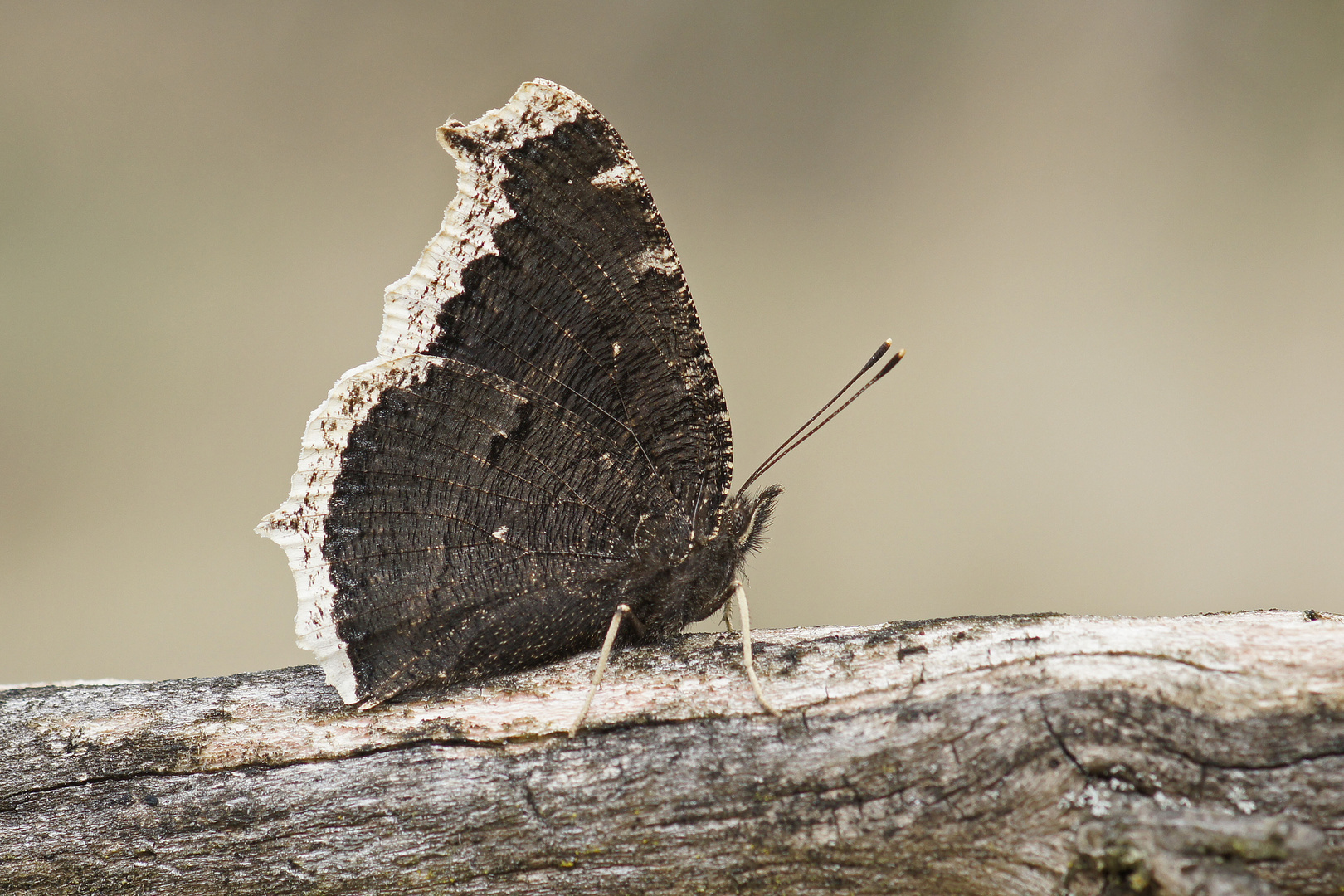 Trauermantel (Nymphalis antiopa), Flügelunterseite