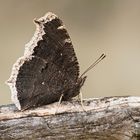 Trauermantel (Nymphalis antiopa), Flügelunterseite