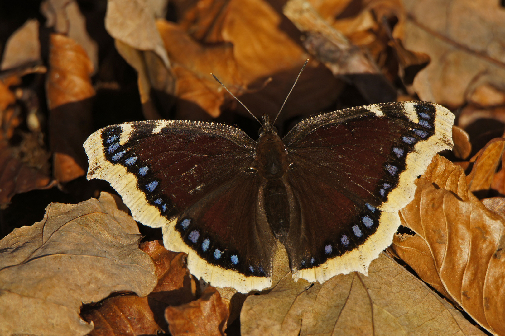 Trauermantel (Nymphalis antiopa), heute am 21.11.2016