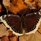 Trauermantel (Nymphalis antiopa), heute am 21.11.2016