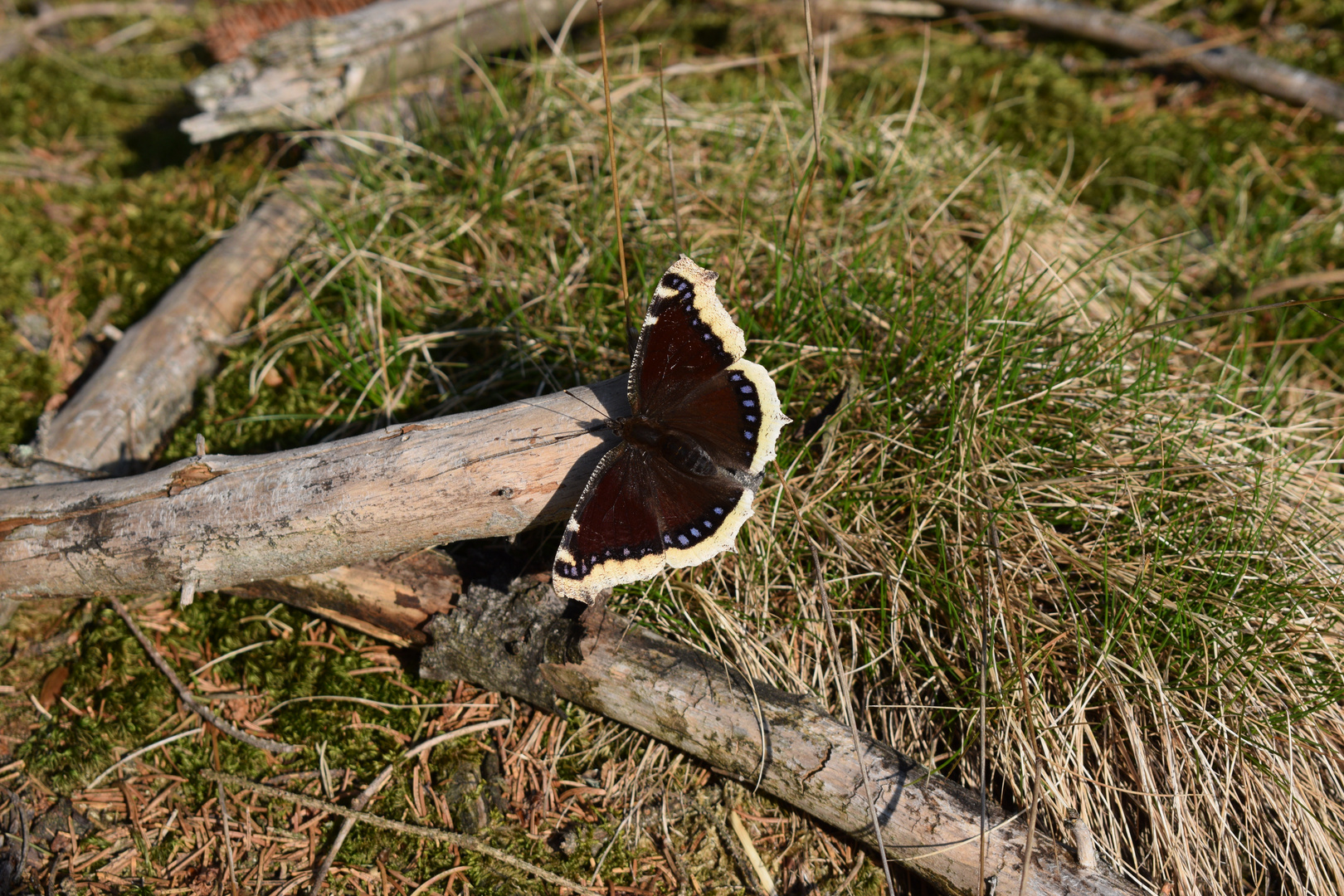 Trauermantel (Nymphalis antiopa) im Frankenwald