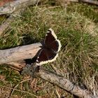 Trauermantel (Nymphalis antiopa) im Frankenwald