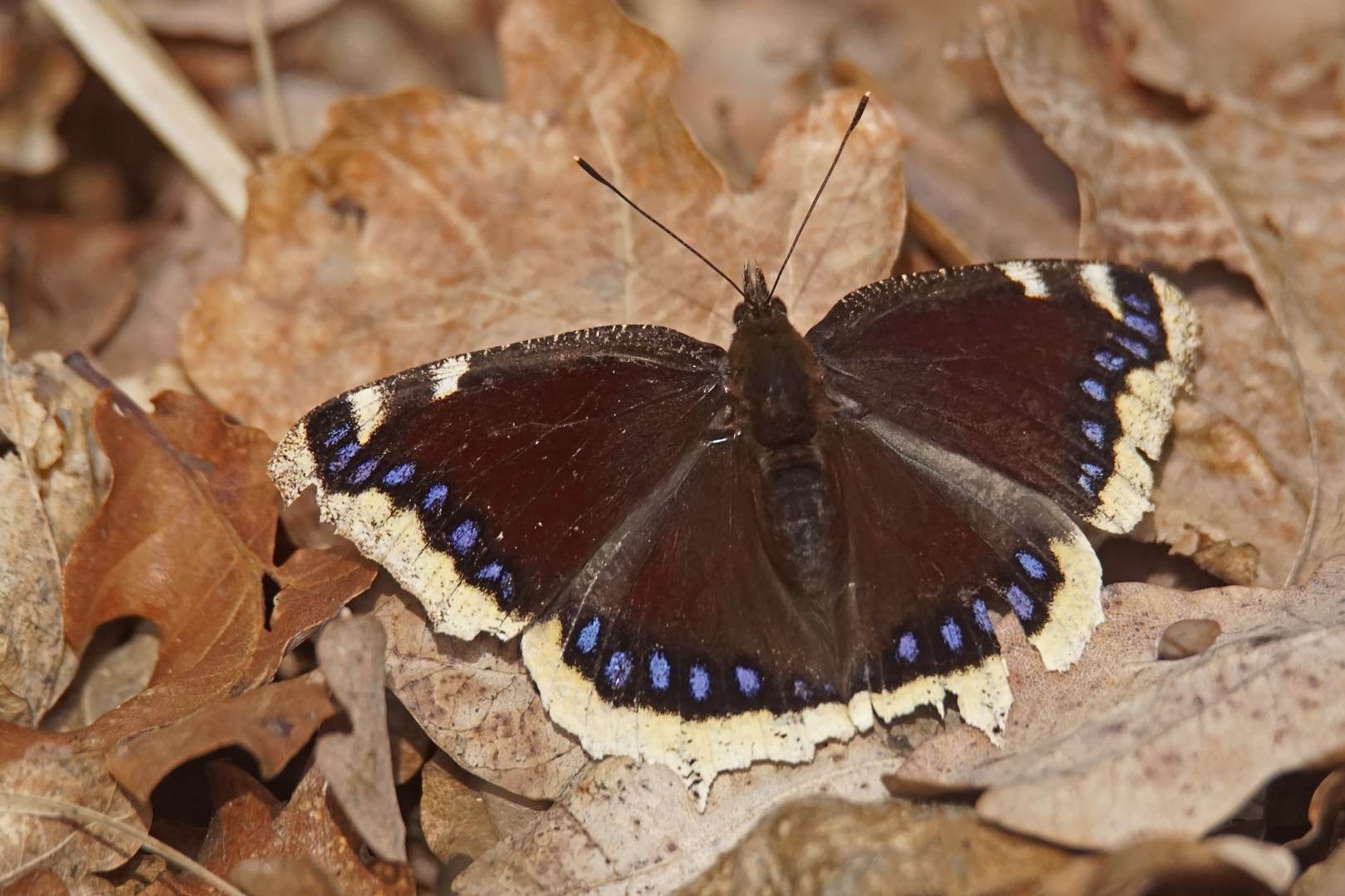 Trauermantel (Nymphalis antiopa), mein erster 2024