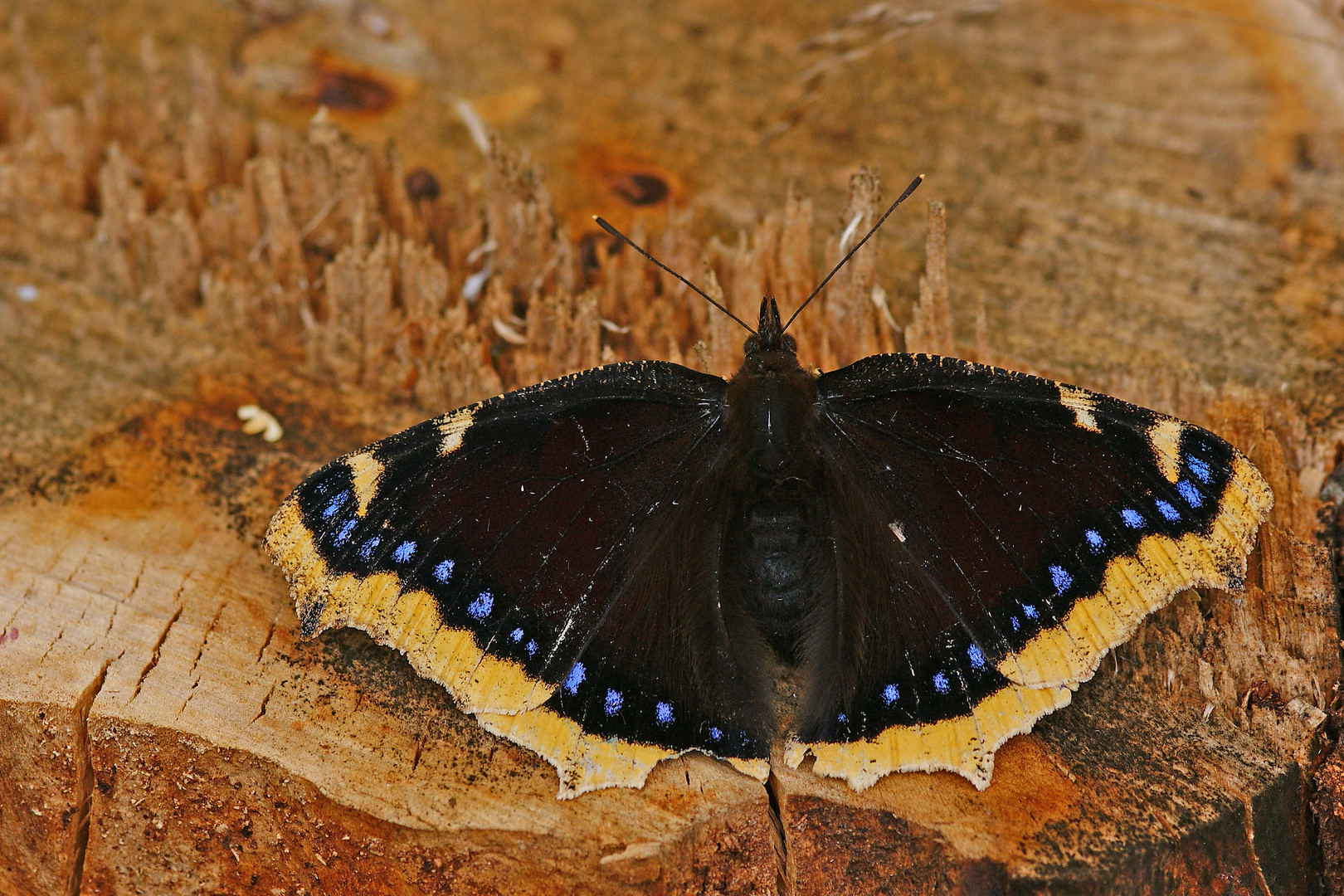 Trauermantel (Nymphalis antiopa) saugend an gefällter Birke