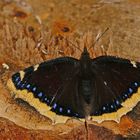 Trauermantel (Nymphalis antiopa) saugend an gefällter Birke