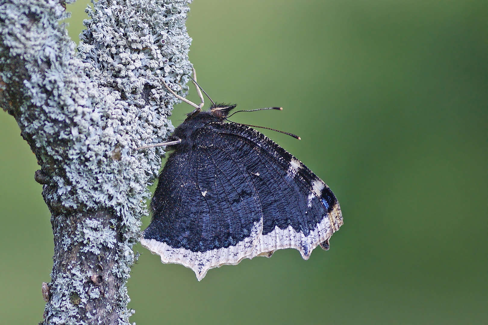 Trauermantel (Nymphalis antiopa), Unterseite