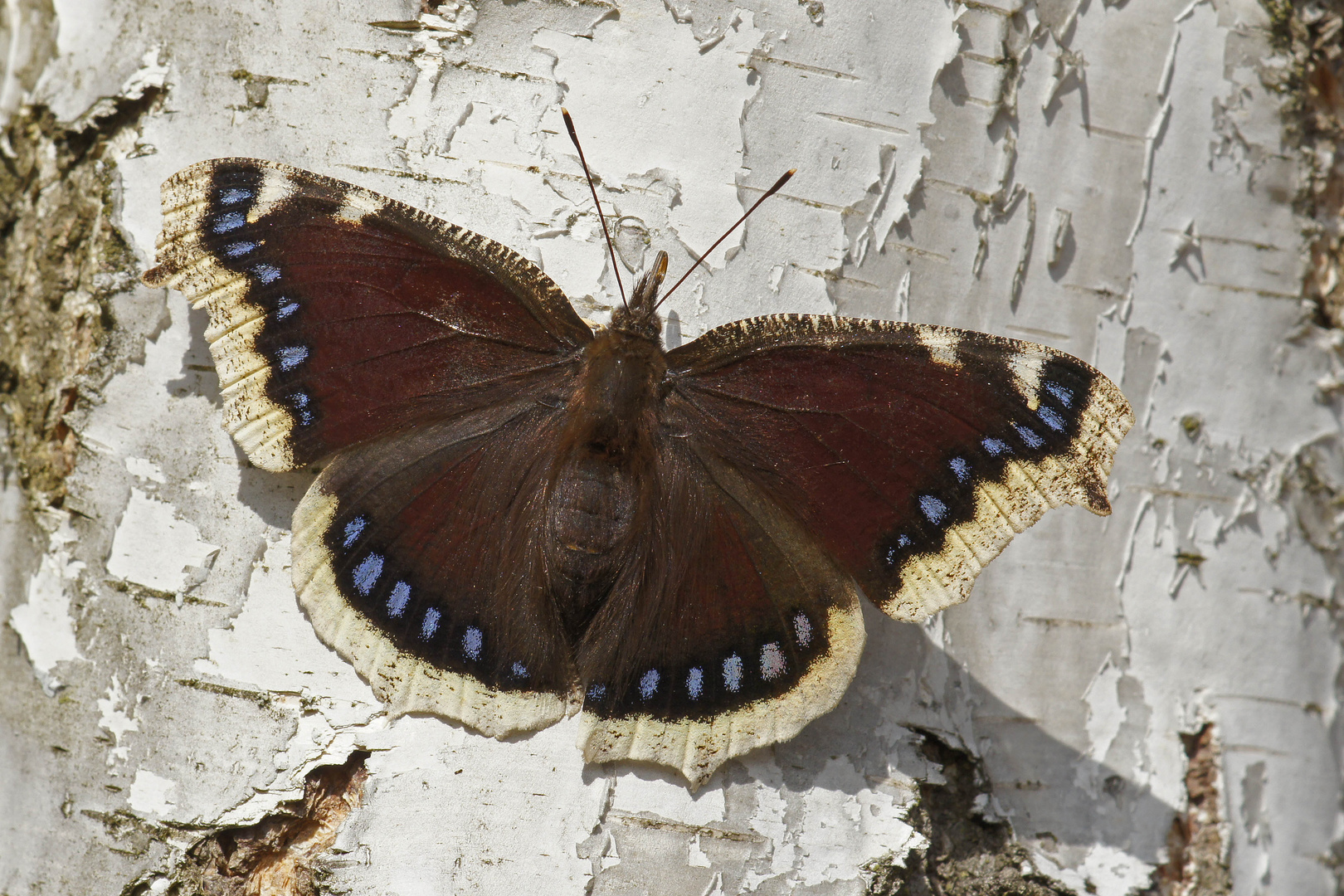 Trauermantel (Nymphalis antiopa), Weibchen