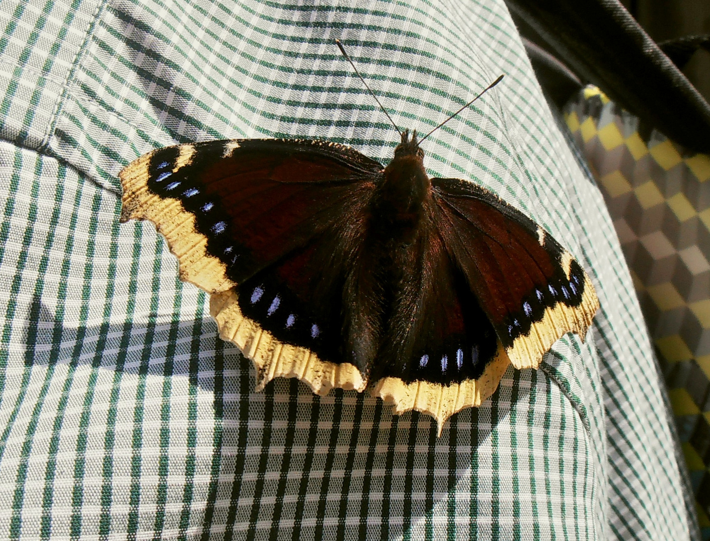 Trauermantel zu Besuch