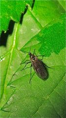 Trauermücke (Fam. Sciaridae), vermutlich die häufige Sciara analis.