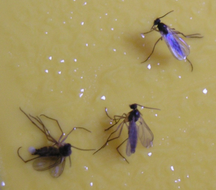 Trauermücken Bilder: Zeichnen lernen mit kleinen, fliegenden Freunden