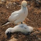 Trauernde Basstölpelmutter auf Helgoland