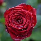 trauernde Rose