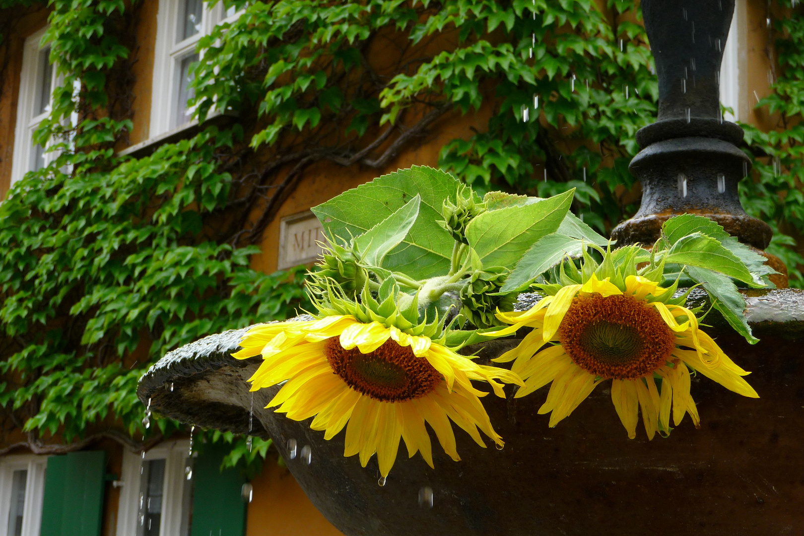 Trauernde Sonnenblumen