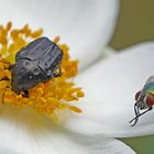 Trauerrosenkäfer