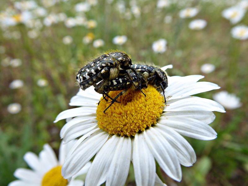 Trauerrosenkäfer