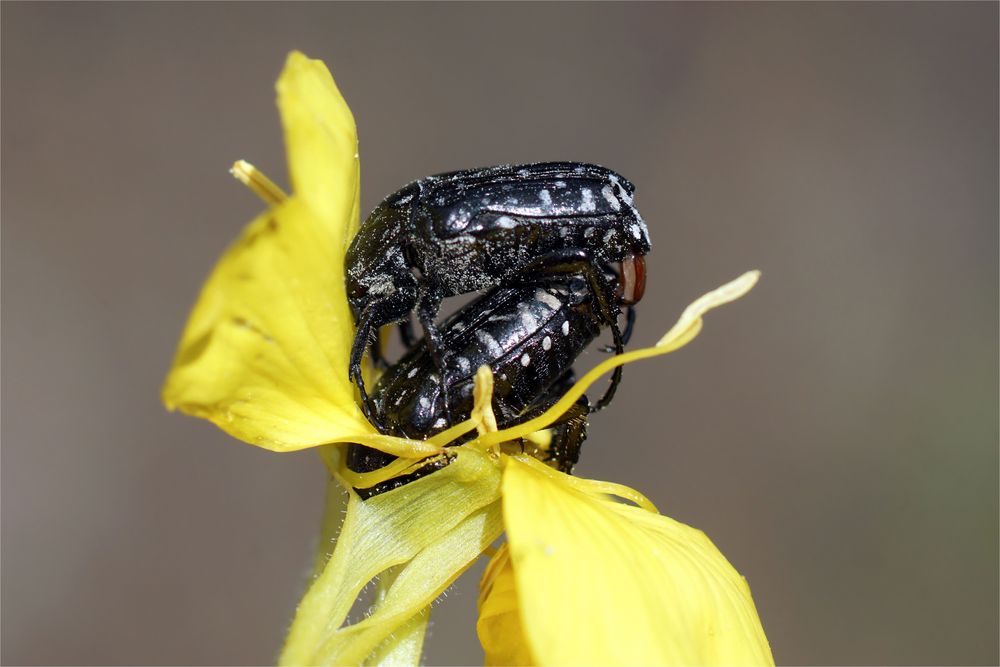 Trauerrosenkäfer   (Oxythyrea funesta) bei der Paarung 