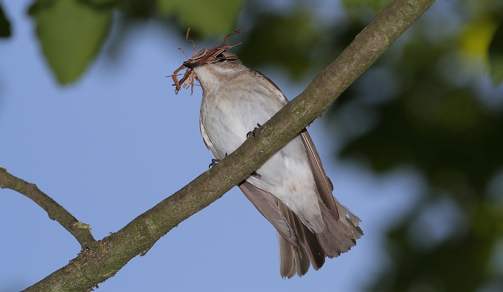 Trauerschnäpper beim Nestbau