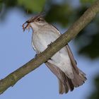 Trauerschnäpper beim Nestbau