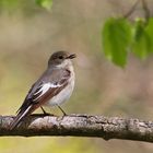 Trauerschnäpper (Ficedula hypoleuca)