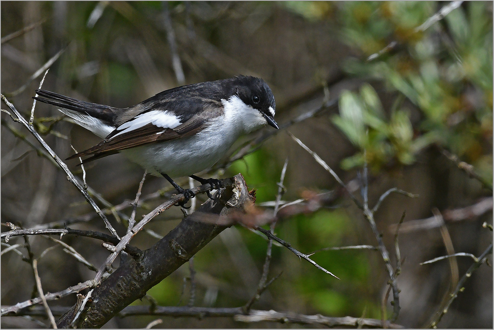 Trauerschnäpper   -   Ficedula hypoleuca