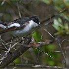 Trauerschnäpper   -   Ficedula hypoleuca